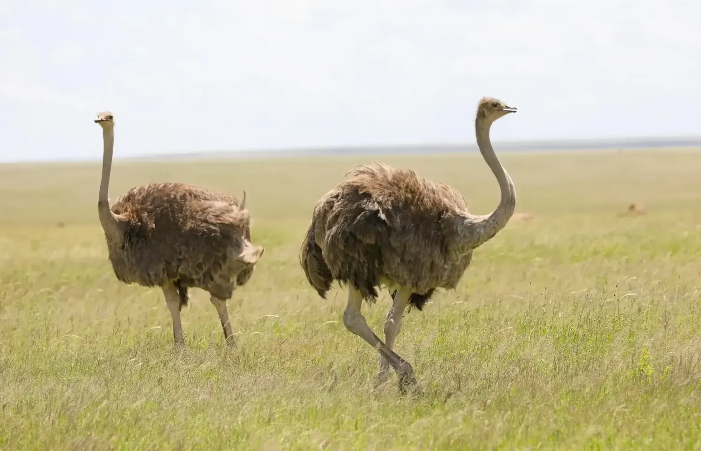 12-Day Discover Photography Kilimanjaro Safari and Zanzibar Grand Combo From Entebbe image 1