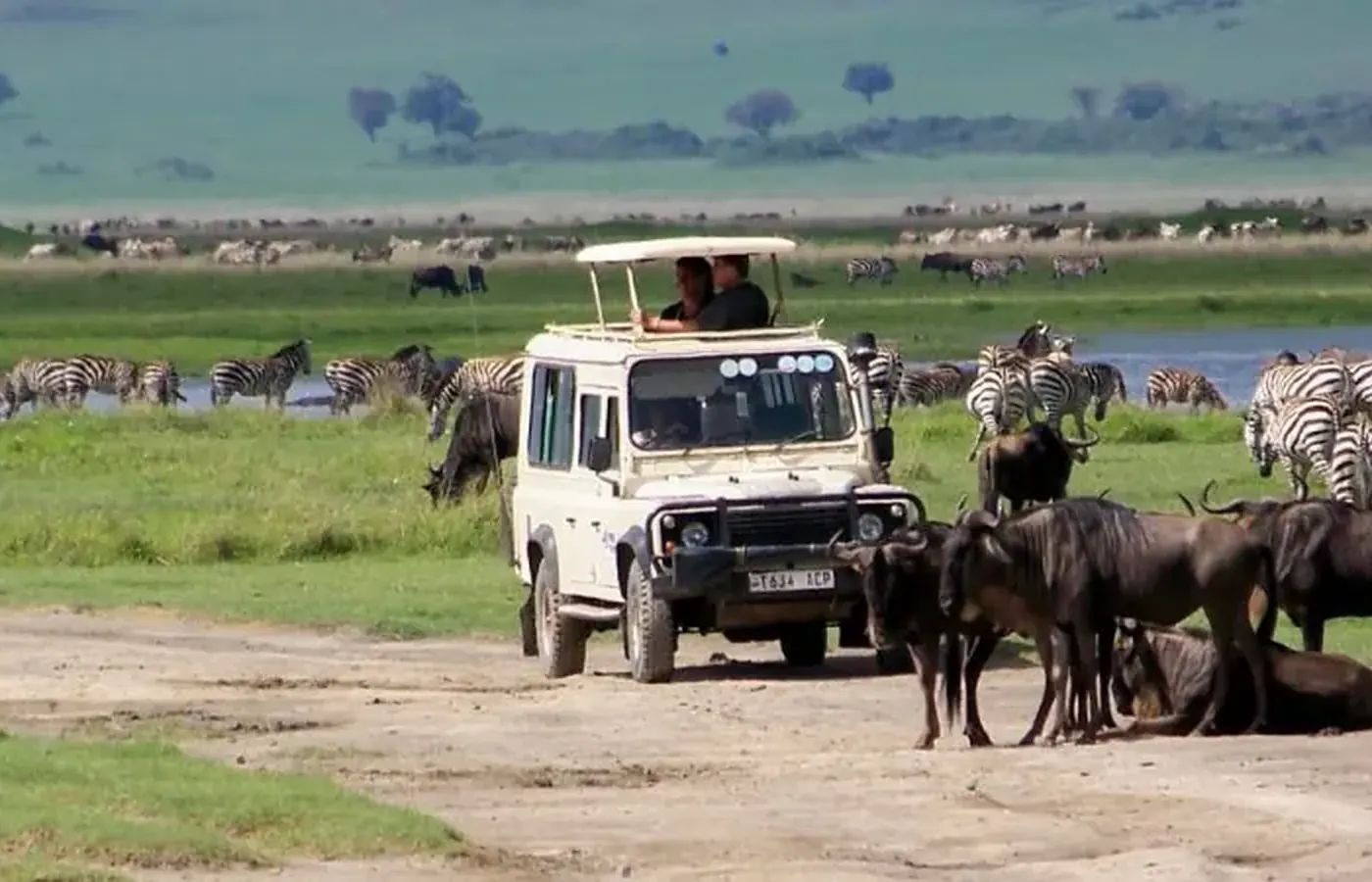 4-Day Best Photography Ndutu Calving Season Safari From Kilimanjaro International Airport image 1
