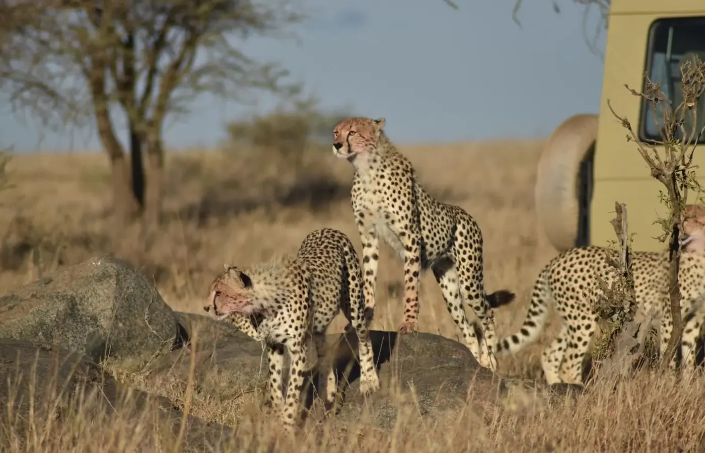 3-Day Affordable Budget Friendly Tarangire Ngorongoro and Lake Manyara Safari From Moshi image 1