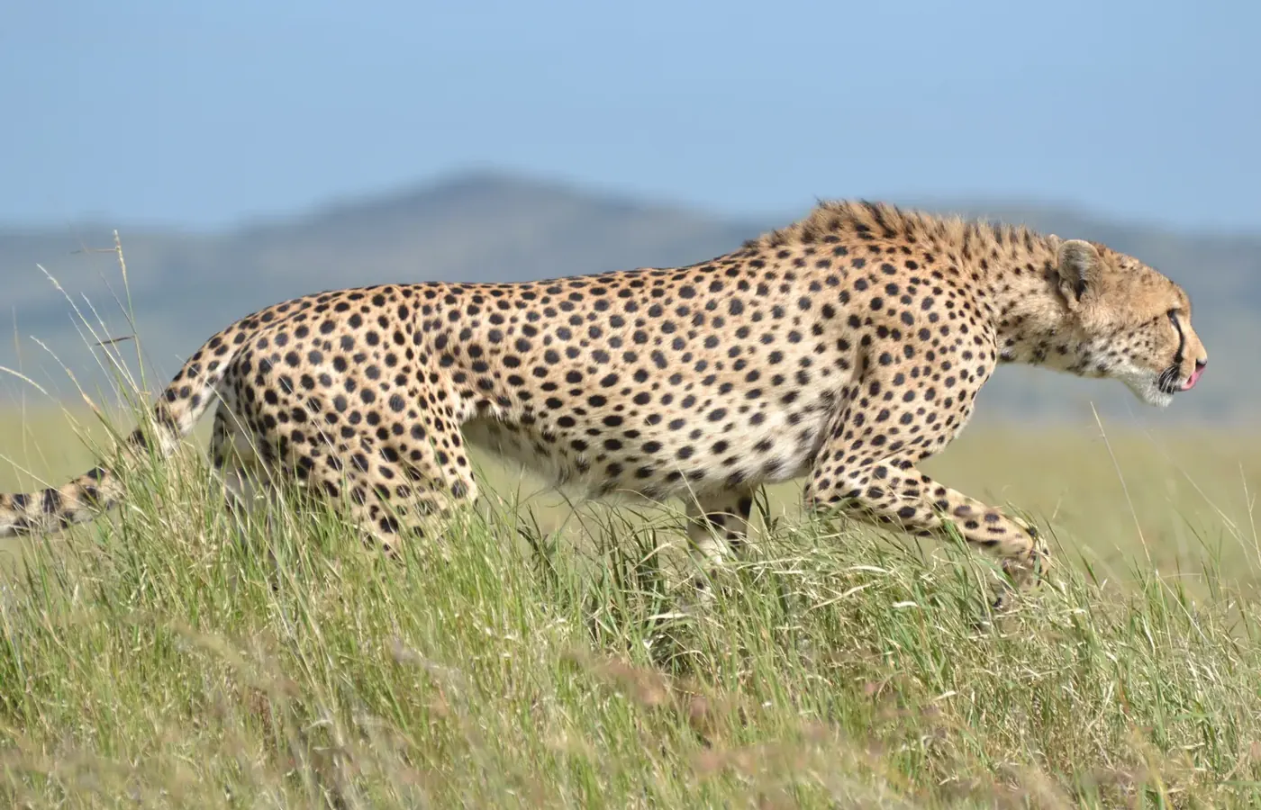 10-Day Great Budget Friendly Southern Tanzania Ruaha and Nyerere Safari From Kigali image 1