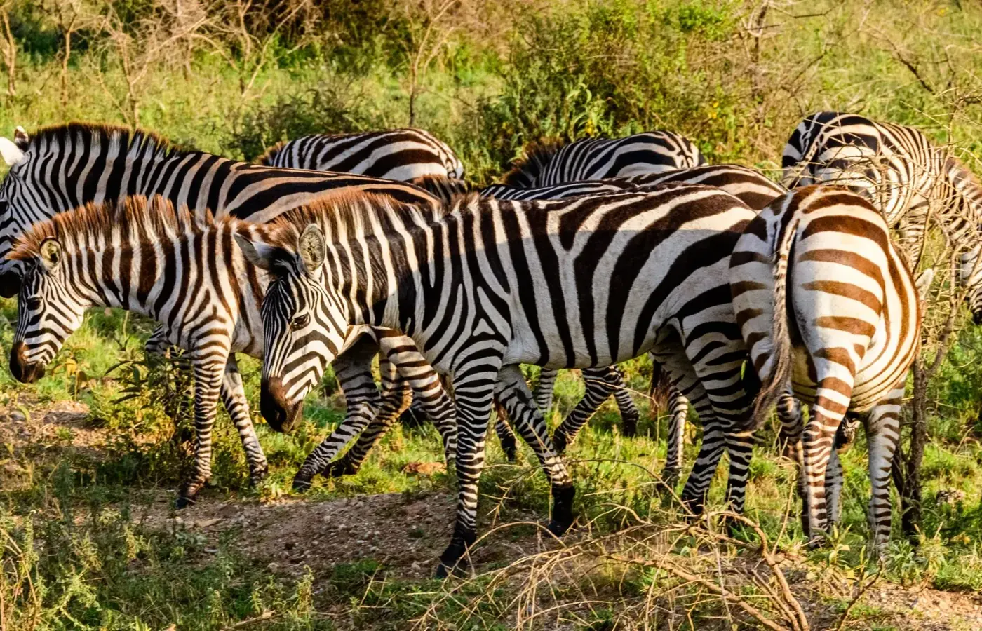 1-Day Private Budget Friendly Best Day Trips from Moshi and Arusha From Dar Es Salaam image 1