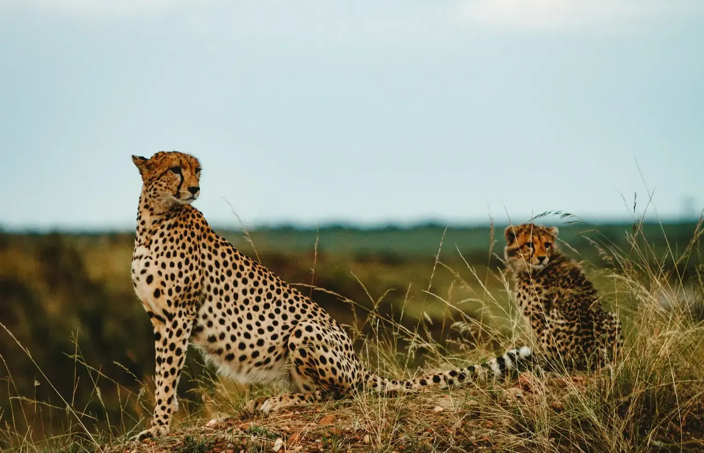 4-Day Private Luxury Lodge Ndutu Calving Season Safari From Zanzibar image 1