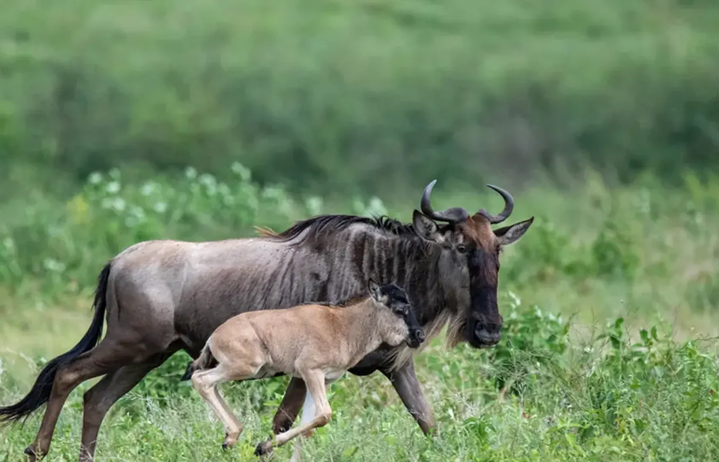 6-Day Great Budget Friendly Southern Tanzania Ruaha and Nyerere Safari From Kilimanjaro International Airport image 1