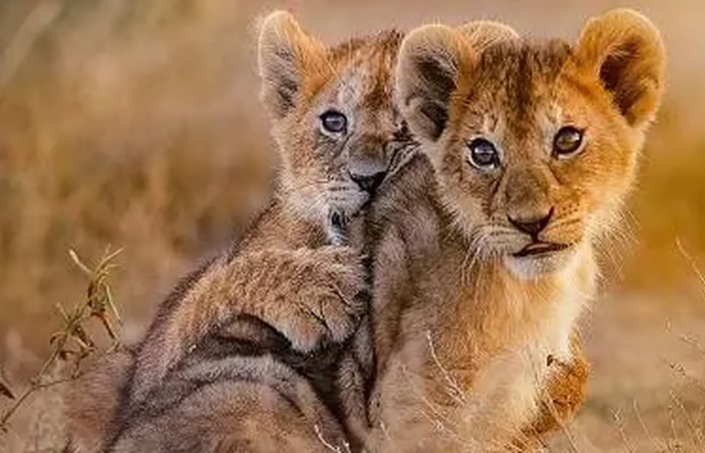 7-Day Best Midrange Lodge Ndutu Calving Season Safari From Dar Es Salaam image 1