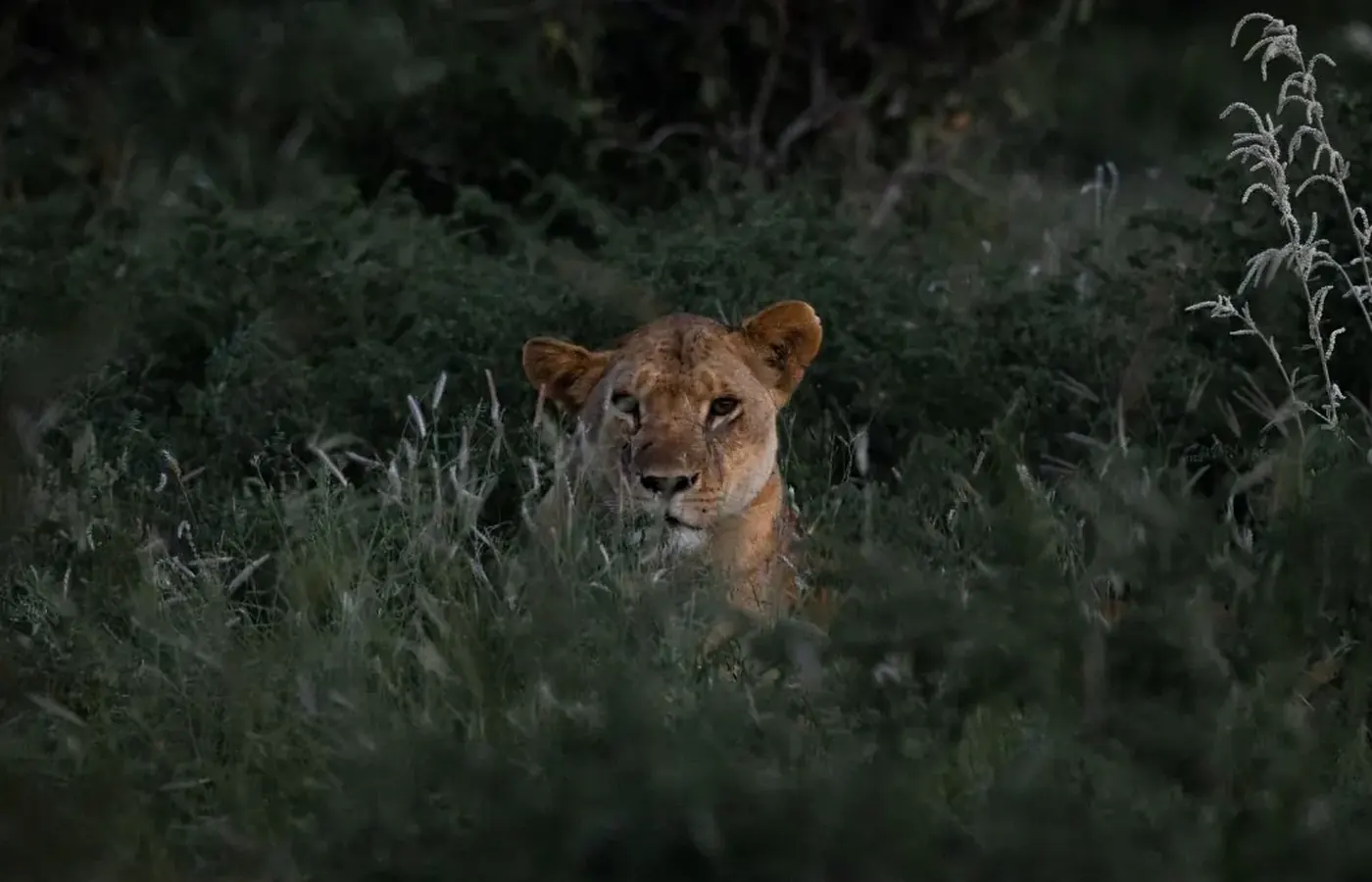 7-Day Classic Honeymoon Kenya Tanzania Cross Border Safari From Moshi image 1