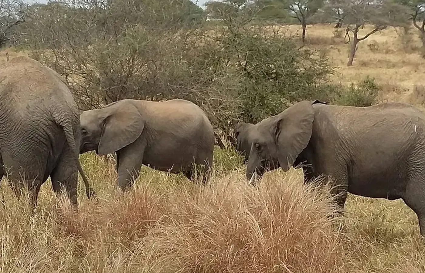 5-Day Experience Budget Friendly Tarangire Ngorongoro and Lake Manyara Safari From Nairobi image 1
