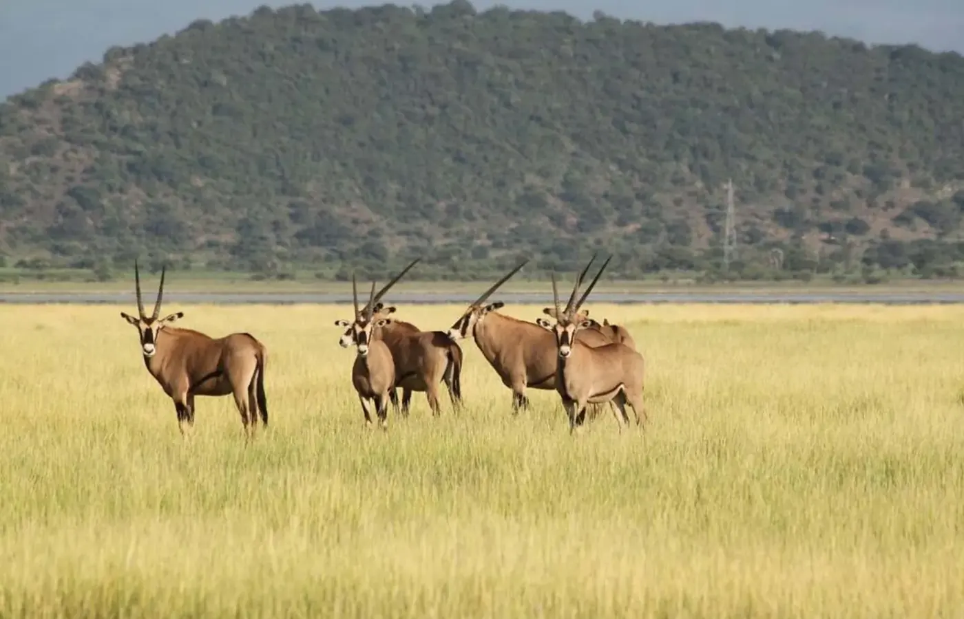 8-Day Best Fly-In Ndutu Calving Season Safari From Nairobi image 1