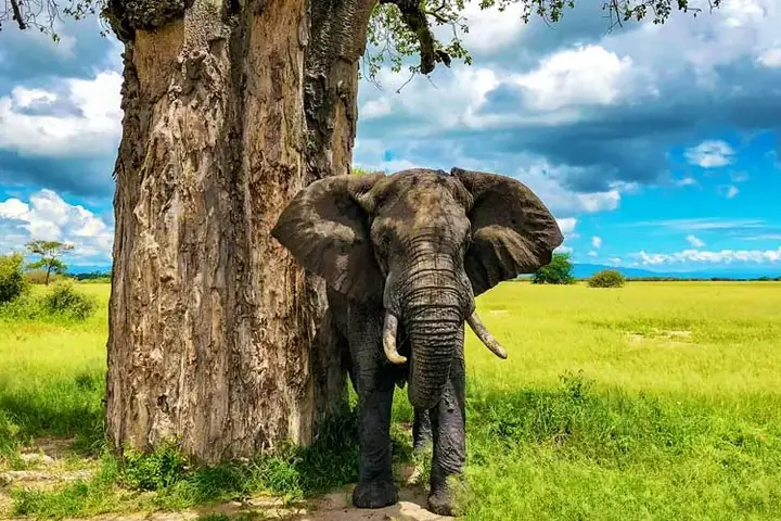 12-Day Discover Midrange Lodge Kilimanjaro Safari and Zanzibar Grand Combo From Kigali