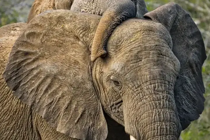 10-Day Classic Budget Friendly Kilimanjaro Safari and Zanzibar Grand Combo From Dar Es Salaam image 4