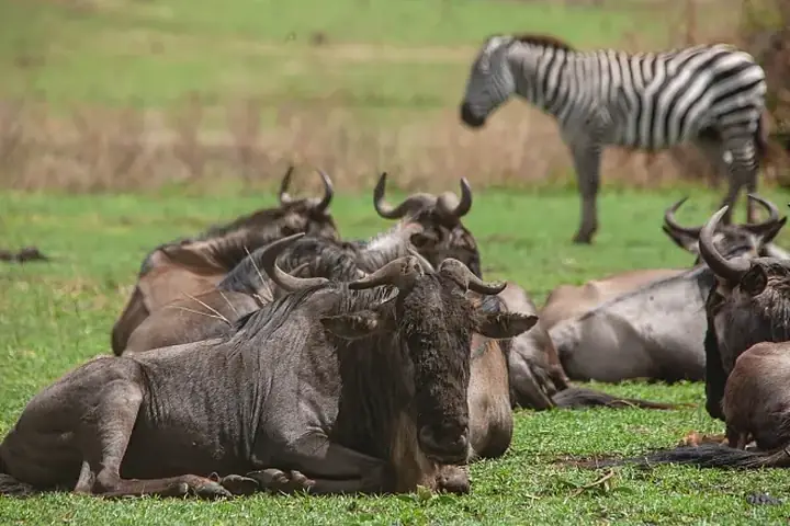 4-Day Complete Great Migration Ndutu Calving Season Safari From Entebbe
