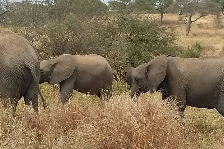3-Day Private Private Safari Northern Circuit Safari with Flexible Start